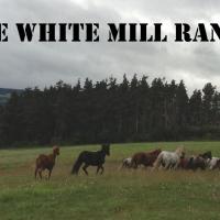 Les chevaux du White Mill Ranch 