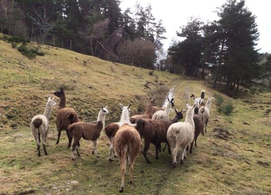 Lamas