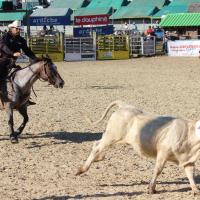 Equiblues 2015 