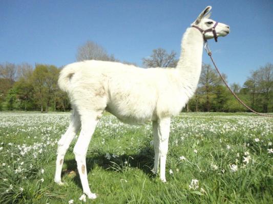 Lama