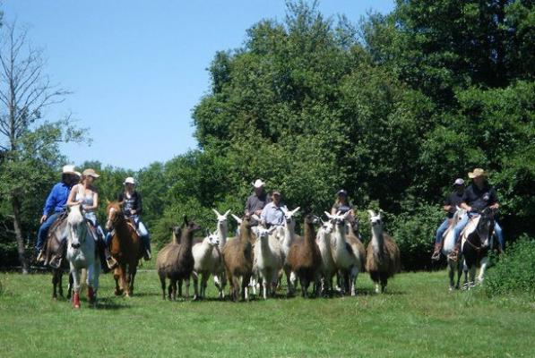 Lamas