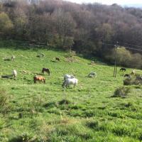 Les chevaux du White Mill Ranch 