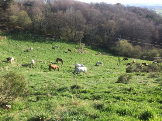 Les chevaux du White Mill Ranch 