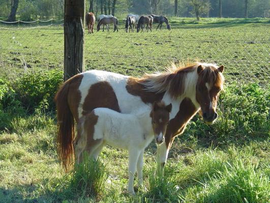 Poulain