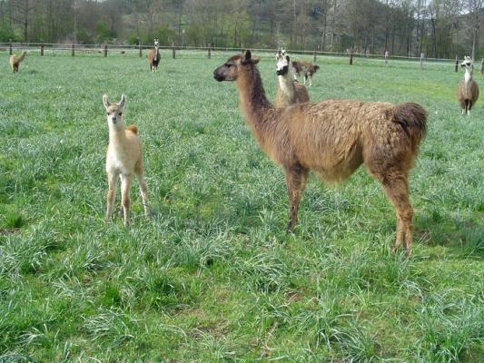 Bébé lama !
