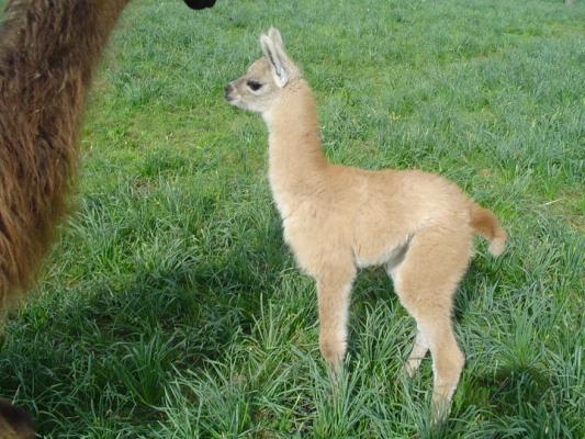 Bébé lama !