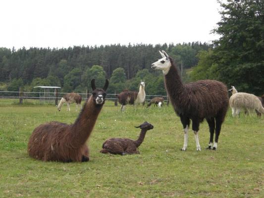 Bébé lama !