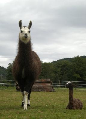 Bébé lama !
