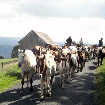 Convoyage de chevaux
