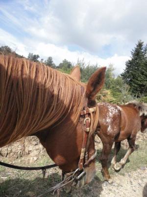 Convoyage de chevaux
