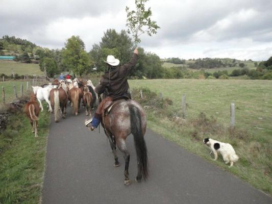 Convoyage de chevaux