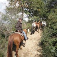 Convoyage de chevaux