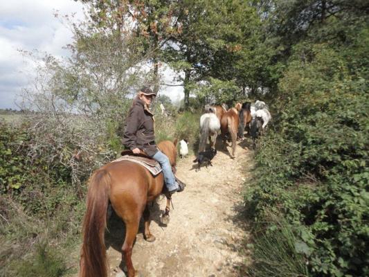 Convoyage de chevaux