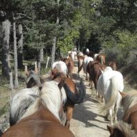 Convoyage de chevaux