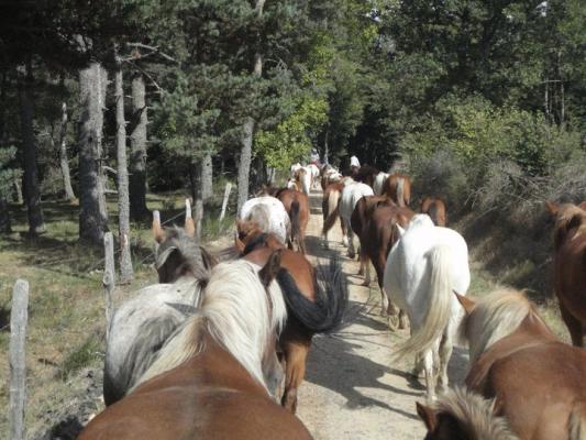 Convoyage de chevaux