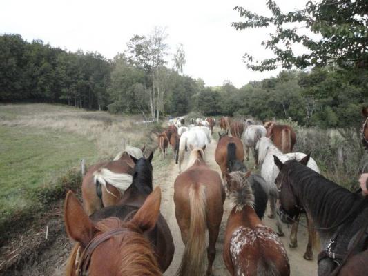 Convoyage de chevaux