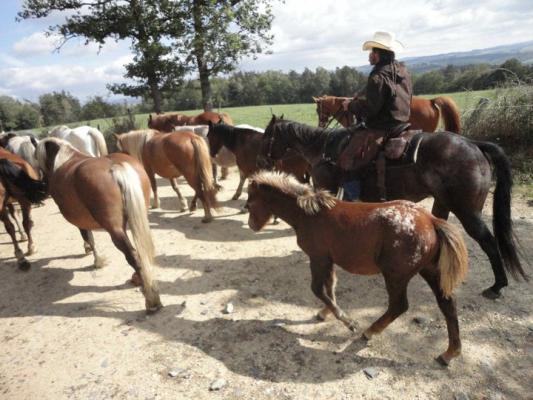 Convoyage de chevaux