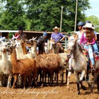 Lamas