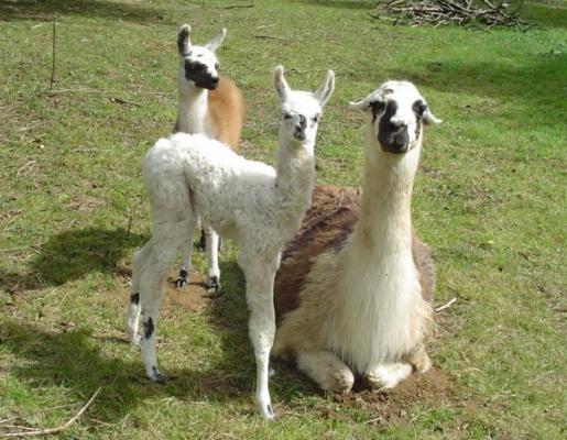 Bébé lama !