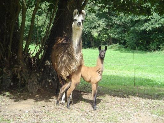 Bébé lama !