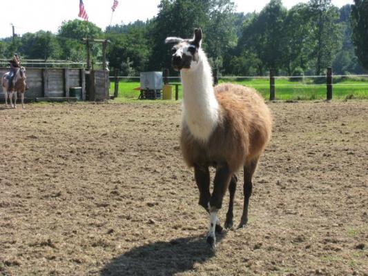 Lama
