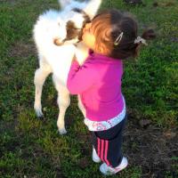 Lou 3 ans avec un bébé lama de 3 jours