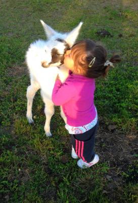 Lou 3 ans avec un bébé lama de 3 jours